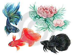 Watercolor oriental Fancy fighting betta colorful fish and lotus flower set Isolated hand drawn Underwater wildlife illustration