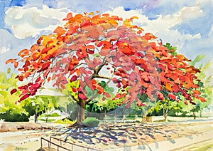 Watercolor original painting landscape and beautiful of peacock flower tree