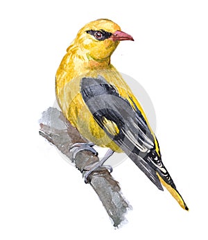 Watercolor  oriole bird animal