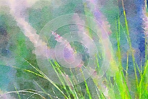 Watercolor of ornamental grass with flower spikes. Digitalart.