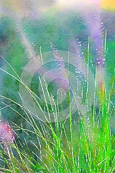 Watercolor of ornamental grass with flower spikes. Digitalart. photo