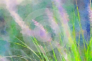 Watercolor of ornamental grass with flower spikes. Digitalart. photo