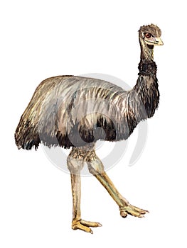 Watercolor ostrich Emu photo