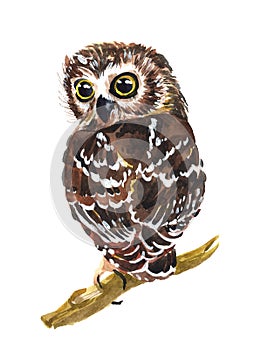 Watercolor owl bird animal illustration isolated
