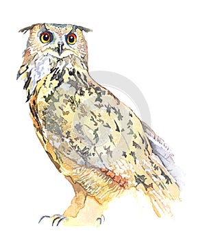 Watercolor owl bird animal illustration isolated on white