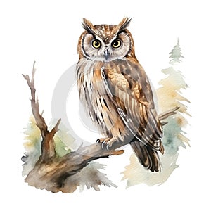 Watercolor owl full length portrait. Vintage style natural hand drawn illustration