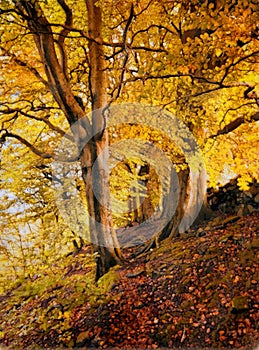 Watercolor paining of tall forest trees on a hillside with sunlight shining though golden orange autumn leaves