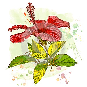 Watercolor paint - Hibiscus flower