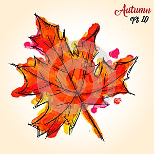 Watercolor Paint Of Palmate Maple Autumn Leaf