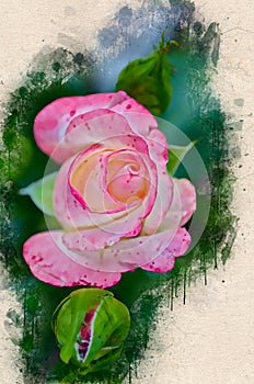 Watercolor painted beautiful pink rose