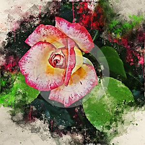 Watercolor painted beautiful stylized pink rose