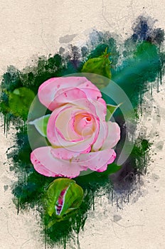 Watercolor painted beautiful stylized pink rose
