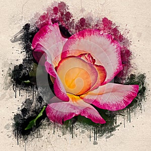 Watercolor painted beautiful stylized pink and white rose