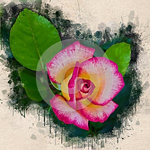Watercolor painted beautiful stylized pink and white rose