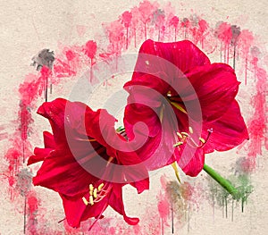 Watercolor painted beautiful stylized red amarilis photo