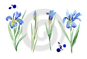 watercolor painted blue iris
