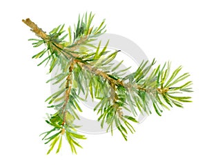 Watercolor painted fir tree branch