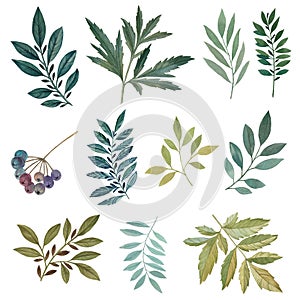 Watercolor painted leaves are ideal for design.Botanical set of leaves and branches, painted in watercolor.