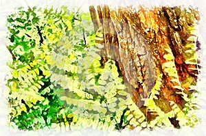 Watercolor painting - acacia tree. Modern digital art, imitation of hand painted with aquarells dye
