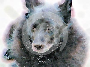 Watercolor painting of aging Schipperke dog. Close up.