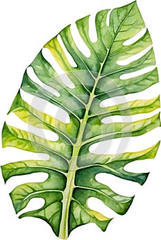 Watercolor painting of the Alocasia Amazonica leaf.