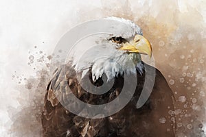 Watercolor painting of an american bald eagle. Symbol predator, bird illustration