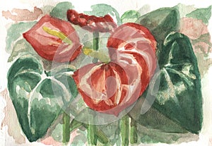 Watercolor painting of anturium flower with leaves