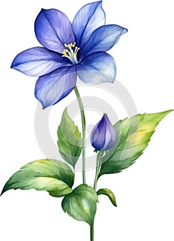 Watercolor painting of Balloon flower. Illustration of flowers. AI-Generated.
