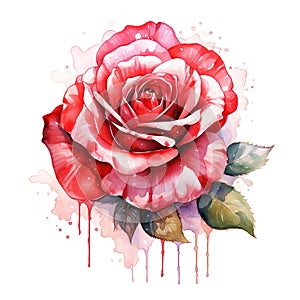 Watercolor painting of a beautiful red rose. Generative AI