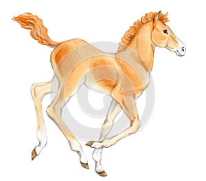 Watercolor painting of beige running foal isolated on white background.