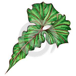 Watercolor painting big green leaves,palm leaf isolated on white background.Watercolor elephant ear leaf,illustration tropical exo