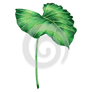 Watercolor painting big green leaves,palm leaf isolated on white background.Watercolor elephant ear leaf,illustration tropical exo