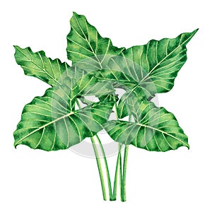 Watercolor painting big green leaves,palm leaf isolated on white background.Watercolor elephant ear leaf,illustration tropical exo