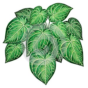 Watercolor painting big green leaves,palm leaf isolated on white background.Watercolor elephant ear leaf,illustration tropical exo