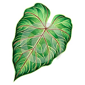 Watercolor painting big green leaves,palm leaf isolated on white background.Watercolor elephant ear leaf,illustration tropical exo
