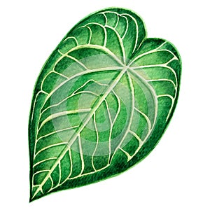 Watercolor painting big green leaves,palm leaf isolated on white background.Watercolor elephant ear leaf,illustration tropical exo