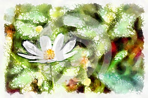 Watercolor painting - blooming cosmos flower. Modern digital art, imitation of hand painted with aquarells dye