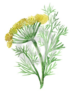 Watercolor painting of blooming fennel. Fragrant seasoning, isolated on white background, for beautiful design, with space for