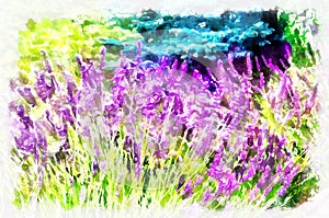 Watercolor painting - blooming lavender flowers. Modern digital art, imitation of hand painted with aquarells dye