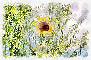 Watercolor painting - blooming sunflower. Modern digital art, imitation of hand painted with aquarells dye