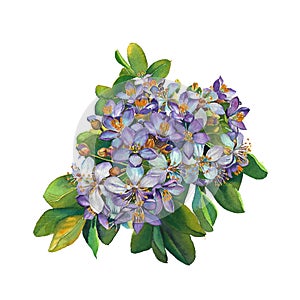 Watercolor painting of blue lignum vitae flowers bouquet on white background