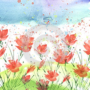 Watercolor painting. A bouquet of flowers of red poppies, wildflowers on a white isolated background. Hand drawn watercolor floral