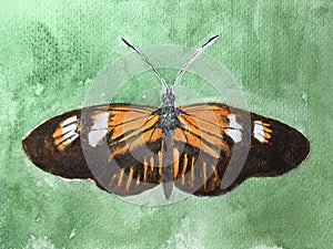 watercolor painting of butterfly