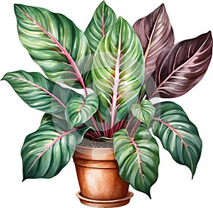 Watercolor painting of the Calathea Roseopicta plant.