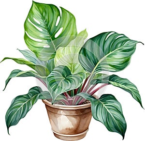 Watercolor painting of the Calathea Roseopicta plant.