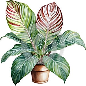 Watercolor painting of the Calathea Roseopicta plant.