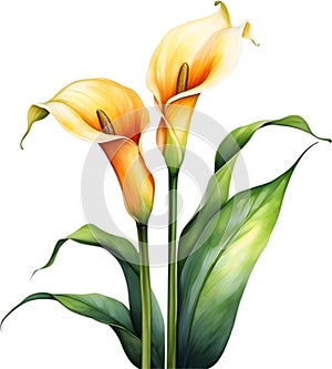 Watercolor painting of a Calla Lily (Zantedeschia) flower. AI-Generated.