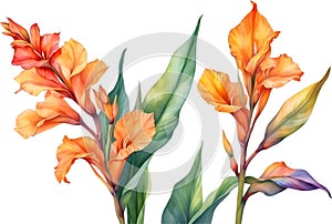 Watercolor painting of Canna flower. Ai-Generated