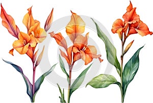 Watercolor painting of Canna flower. Ai-Generated