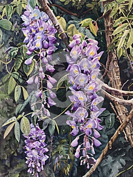 A watercolor painting of cascading wisteria flowers with various shades of purple blooms hanging from branches with